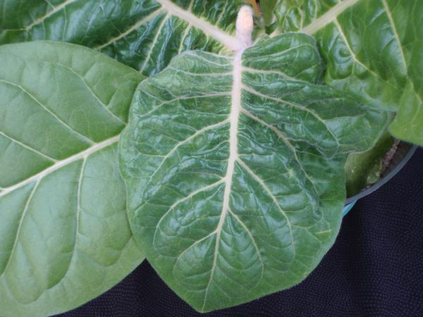This crinkled leaf is a very common symptom of B deficiency